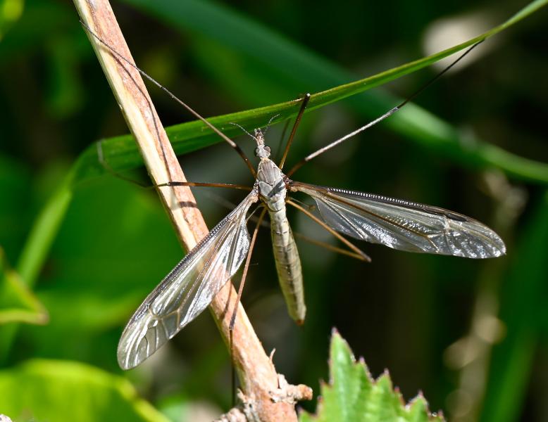 Tipula oleracea is one of our common craneflies - there are 350 different ones found in Britain!