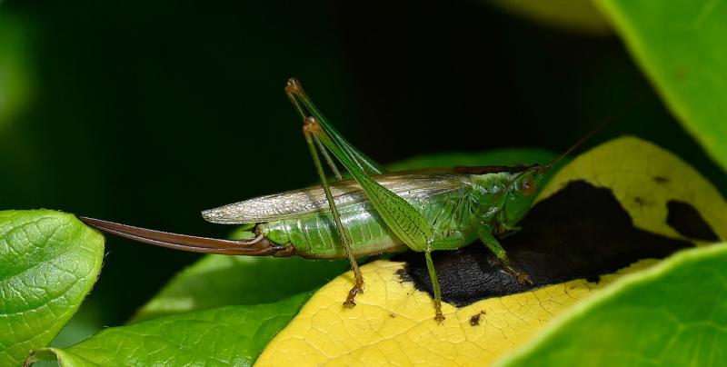 The Long-winged Conehead has full length wings, a brown stripe on the head, and a straight ovipositor.