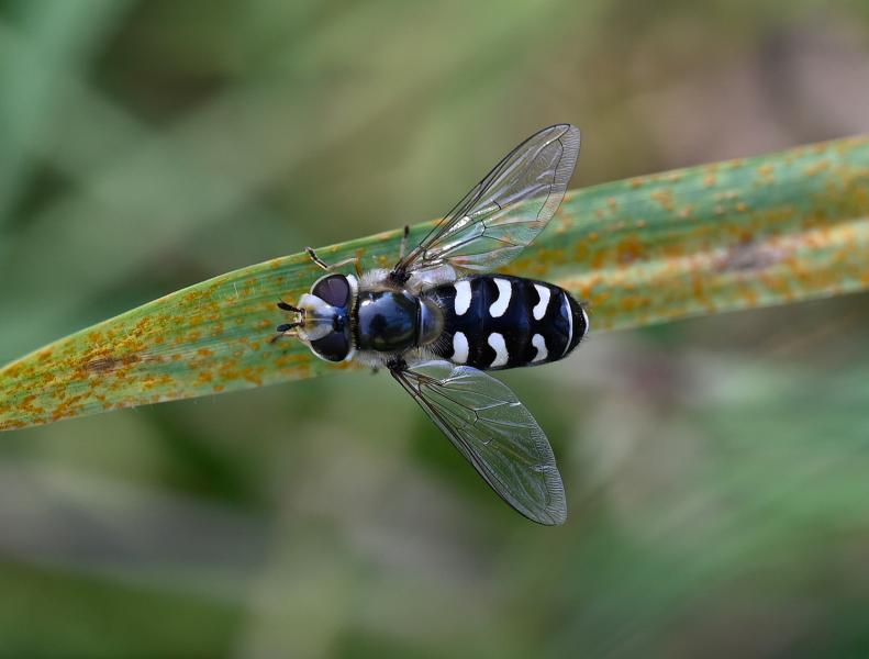 Scaeva pyrastri is a relatively large hoverfly distinguished with white (not yellow) abdominal markings.