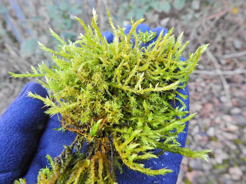 Pointed Spear-moss