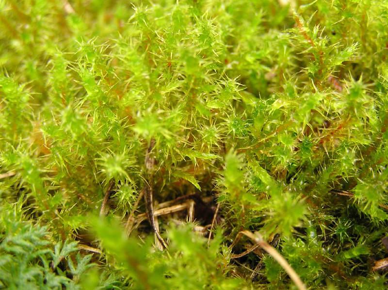 Springy Turf-moss