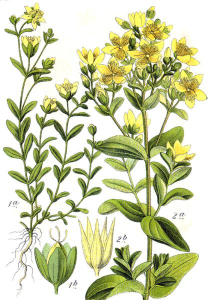 Square-stalked St John's Wort
