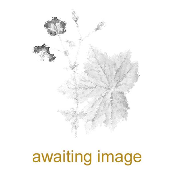 The stalk has square cross-section, and the leaves have translucent dots. It is a native, flowering from July.