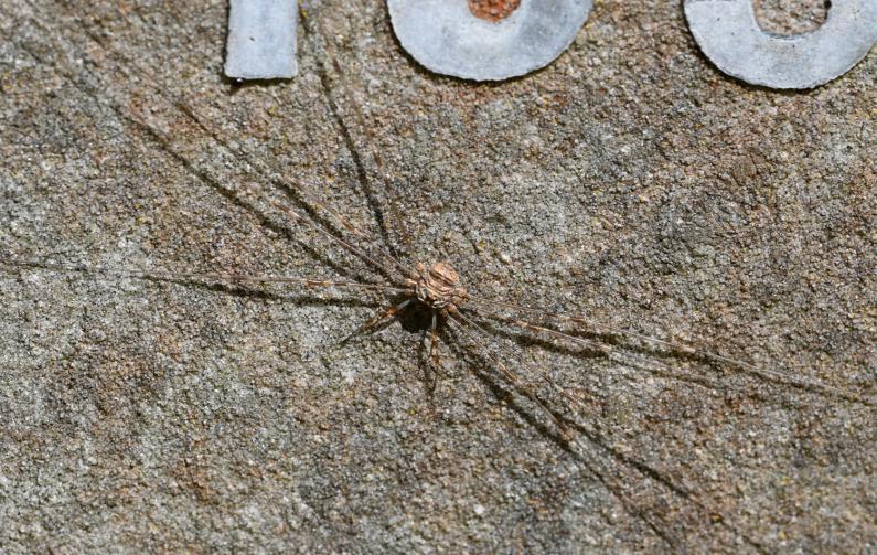 Dicranopalpus ramosus is a harvestman with a body of between 5 and 6 millimetres, although their legs span 10 centimetres.