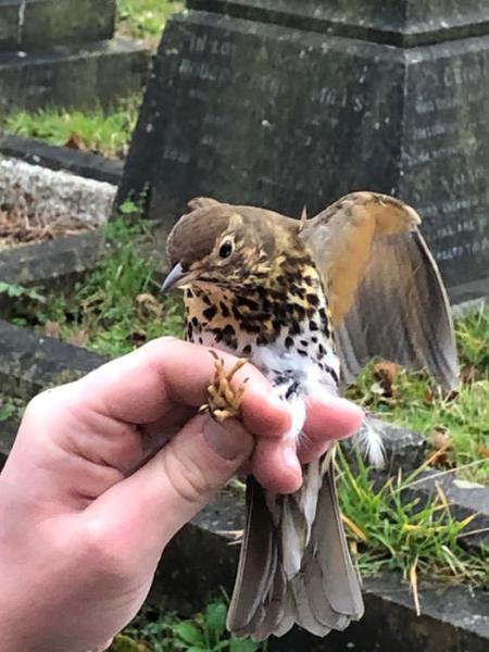 Song Thrushes are resident breeders, and Winter visitors.