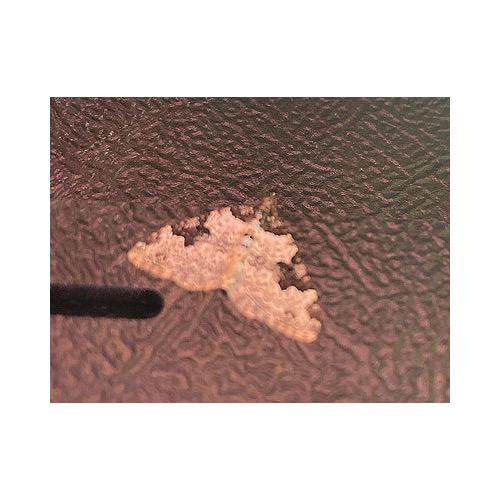 The Garden Carpet moth is a small moth with a wingspan between 18 and 25 millimetres.
