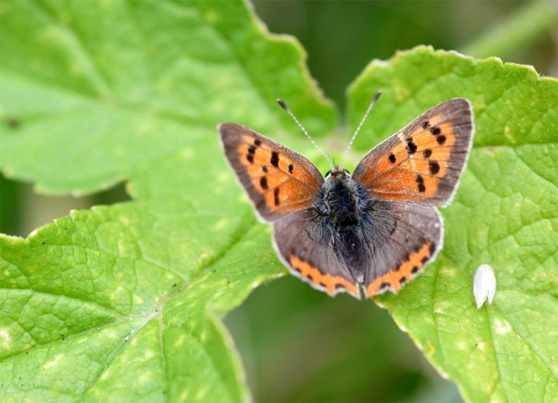 The Small Copper is a fast-flying butterfly with a distinctive band on the edge of its hindwings.