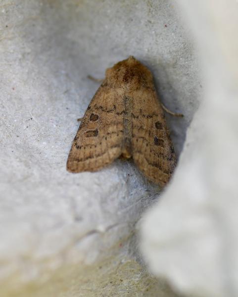 The Uncertain has a wingspan of between 28 and 34 millimetres.