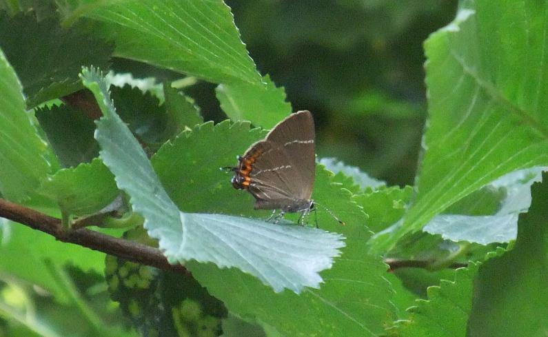 The White-letter Hairstreak is a small, dark butterfly, considered to be uncommon, even rare.