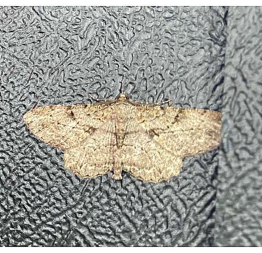The Willow Beauty moth has mottled and streaked markings, predominantly made of different shades of brown.