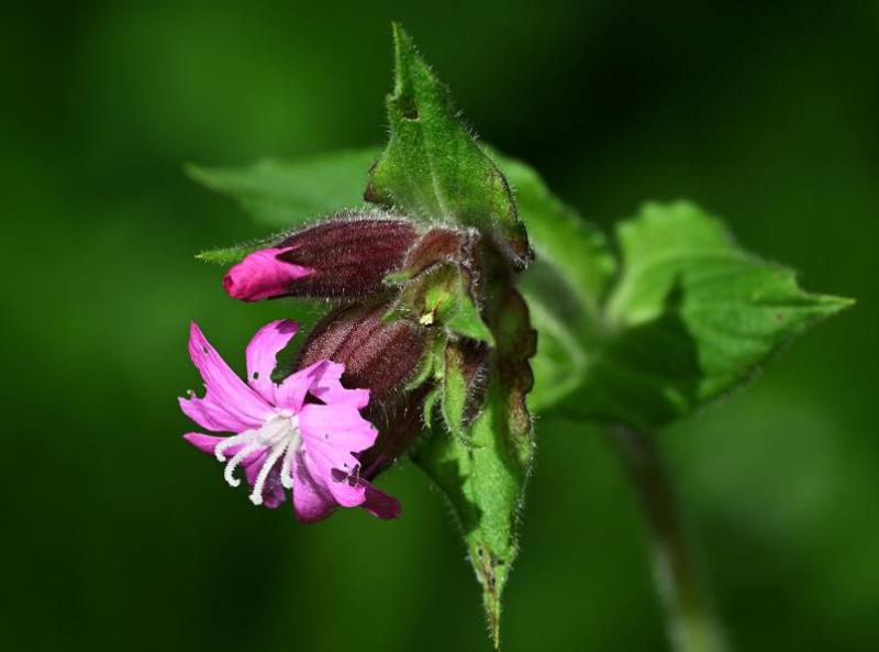 Red Campion flowers from very early March in the Cemetery, its petals a mere suggestion of pink atop the hairy flower pod.