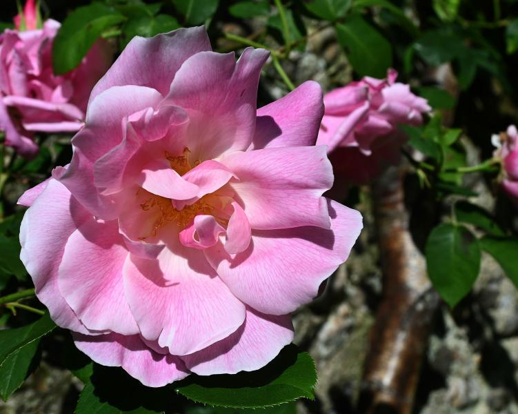 This pink, semi-double flowered rose was first hybridized in 1823.