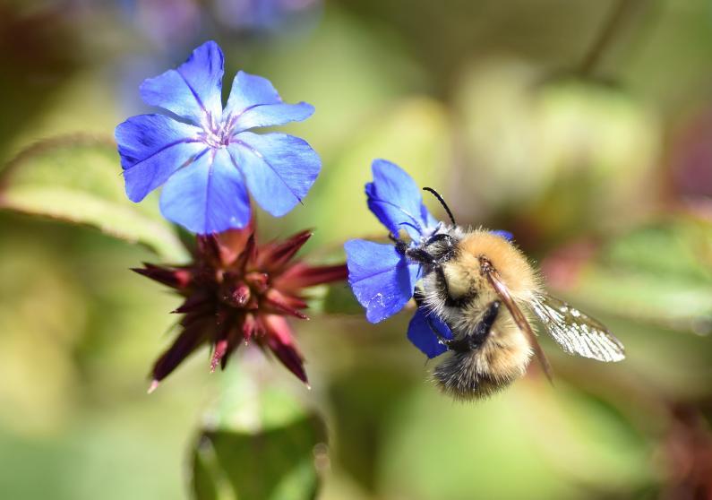 The hardy Blue-flowered Leadwort is a mat-forming herbaceous perennial with small oval leaves and bright blue flowers.