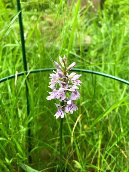 The Common Spotted Orchid is one of our most common native wild orchids.
