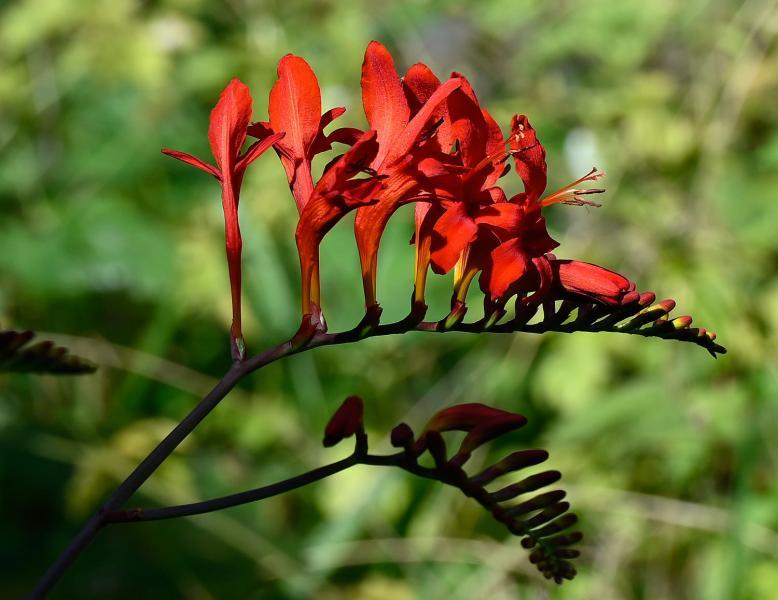 Montbretias are members of the Iris family. Iris was the Greek goddess who carried messages from Olympus to the Earth.
