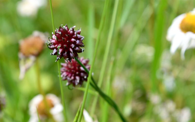 Crow Garlic is a native wild onion that can be used like chives.  It flowers from June.
