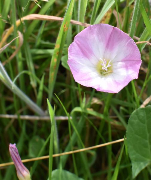 The pink or white flowers of this common native plant, Field Bindweed, appear from June.