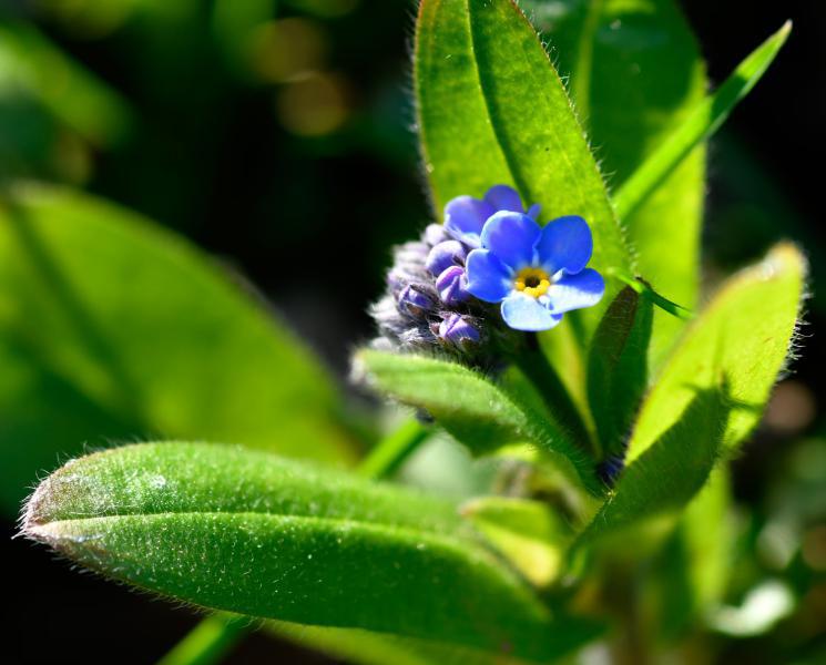 The tiny grey-blue flowers of the Field Forget-me-not appear in March or April.  There are native and cultivated forms of this plant.