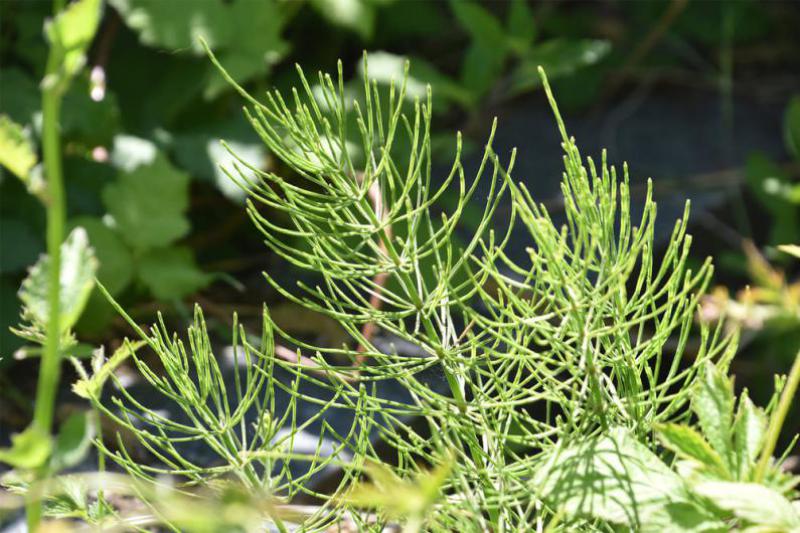 Like other horsetails, Field Horsetail is highly invasive with deep roots make it virtually impossible to dig it out.
