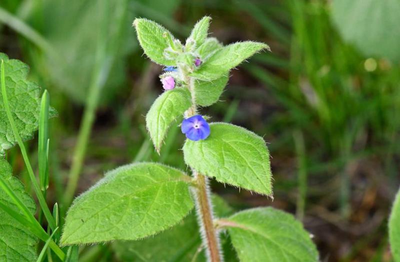 Green Alkanet has bright blue (and sometimes pink) flowers with white eyes, as do the Forget-me-nots.