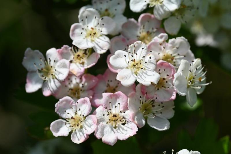 The white or pink-tinged flowers in May of the native Hawthorn tree are followed by the crimson berries called haws.