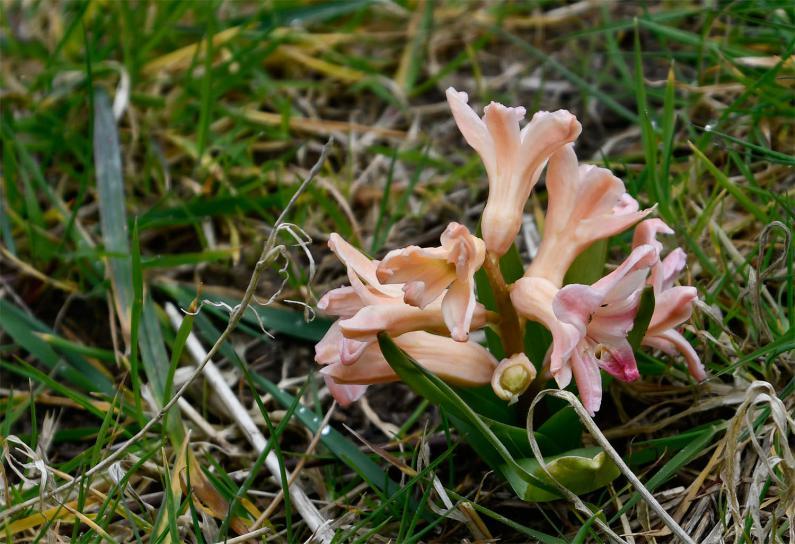 Hyacinths have been cultivated for their colour variations, of which just a few can be found in the Cemetery.