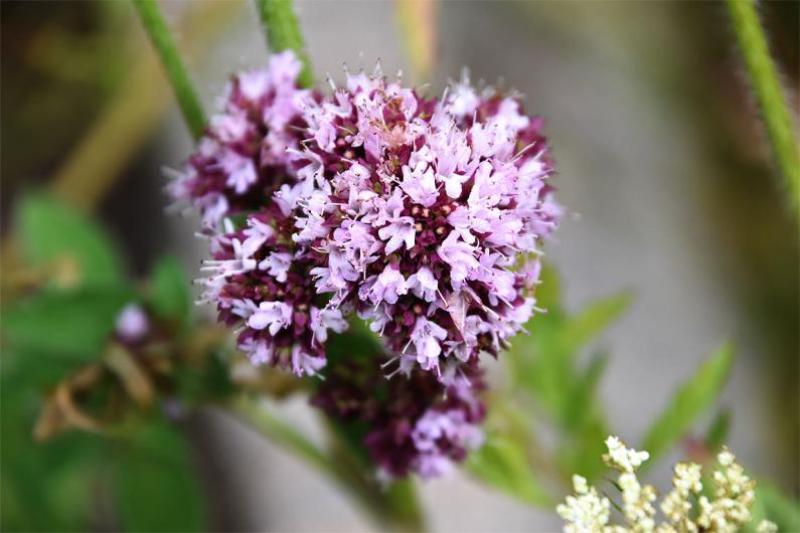 Marjoram is a native, aromatic culinary herb, with oval leaves, and has downy stems and purple flowers.