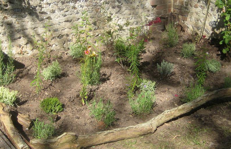 Hebe pimeloides 'Quiksiler', Heene Cemetery, October 2025.