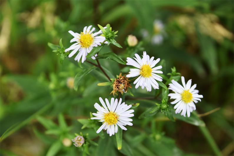 The Michaelmas Daisy has flowers that have yellow disc florets and lilac-coloured rays that appear in July.