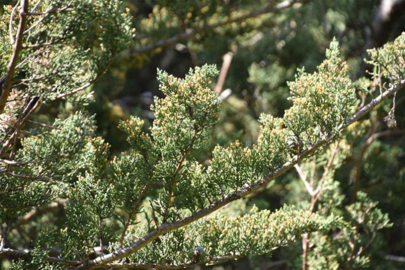 The foliage of the Monterey Cypress grows in dense sprays, which are bright green. 