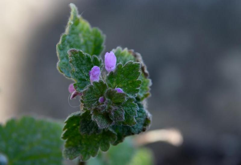 Like all the dead-nettles, the Red Dead-nettle is a downy aromatic native that has no sting.