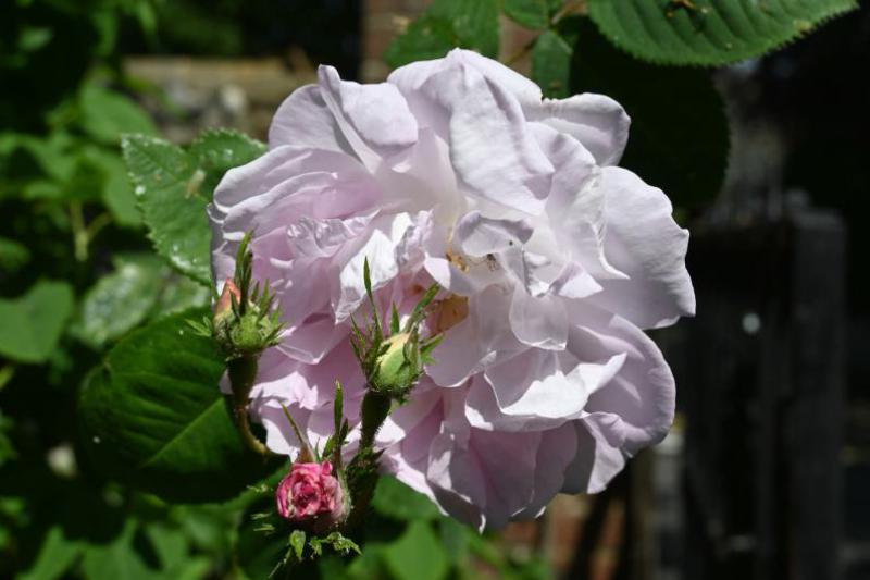 Celsiana is an old rose cultivar, a Damask rose (an old group said to have been brought to Europe from the Middle East).
