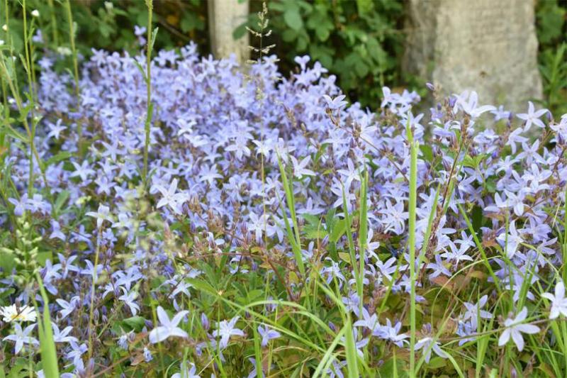 Trailing Bellflower is a rapidly spreading creeping cultivar, common in Worthing gardens.