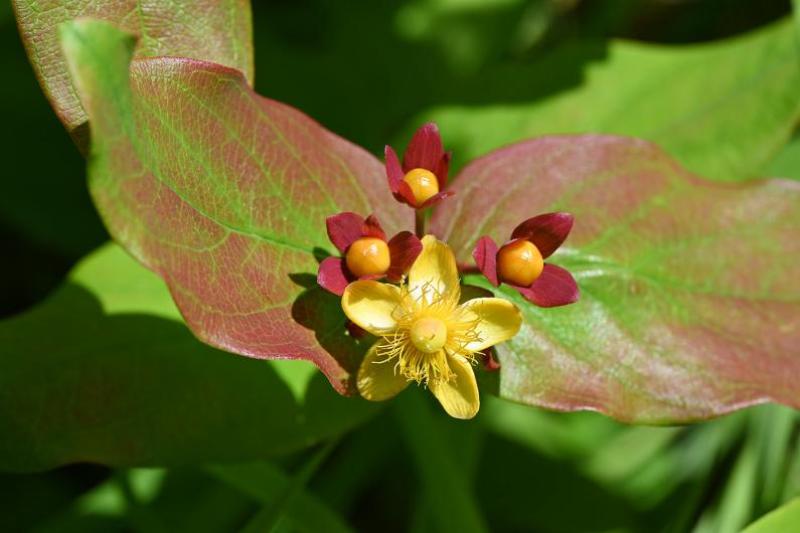 Tutsan bears green berries, which turn red and then purplish-black.