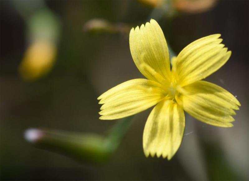 The flower of the Wall Lettuce has five yellow petals with flat ends serrated into five miniature triangles.
