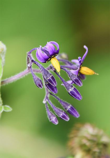 Bittersweet or Woody Nightshade is a clambering perrenial that appears in May.