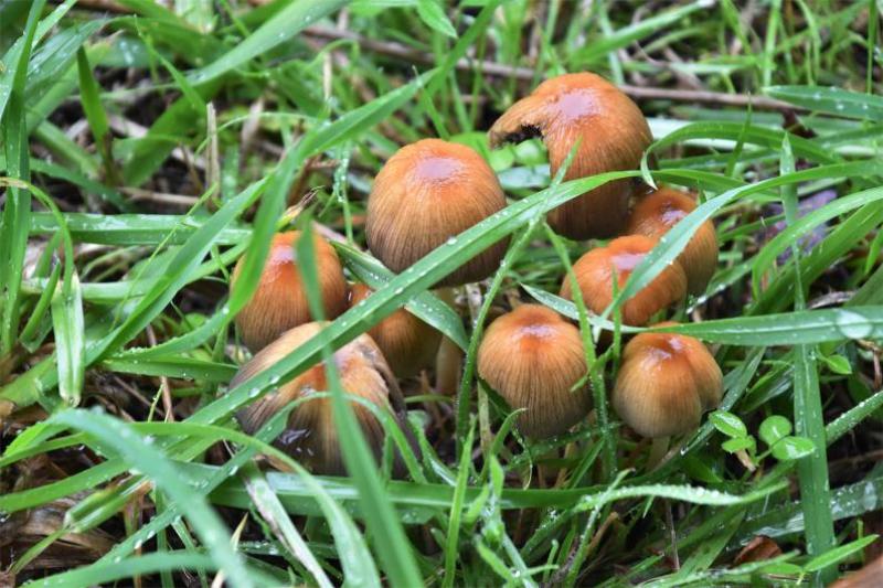 This saprophytic fungus, Glistening Inkcap, grows on dead or rotting deciduous wood.