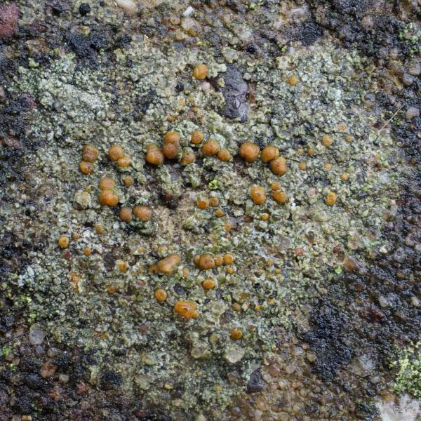 Protoblastenia rupestris is found on chalk and limestone rocks and old walls.