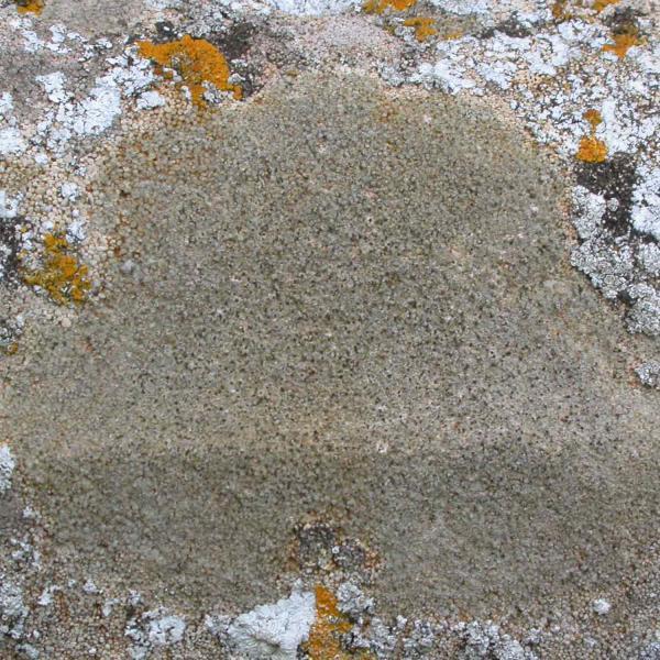 Verrucaria hochstetteri is a crustose lichen that is common and widespread, being found on limestone and mortar.