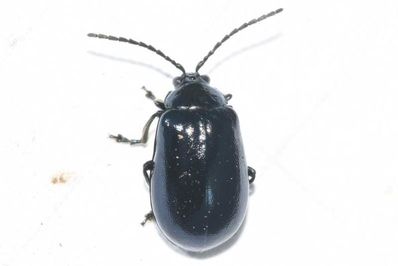 This was once a rare beetle, even thought to be extinct in Britain, but there have been increasing numbers of records.