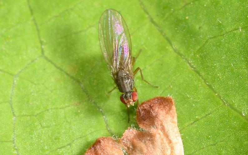 Anthomyzid flies are typically small and slender, with wings that extend beyond the tip of the abdomen.