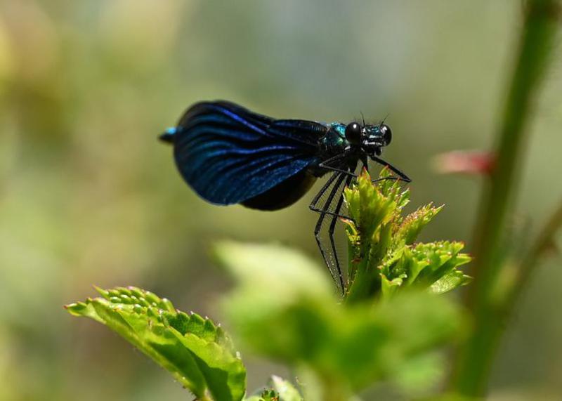The Beautiful Demoiselle is easily mistaken for a butterfly, with its fluttering flight pattern.