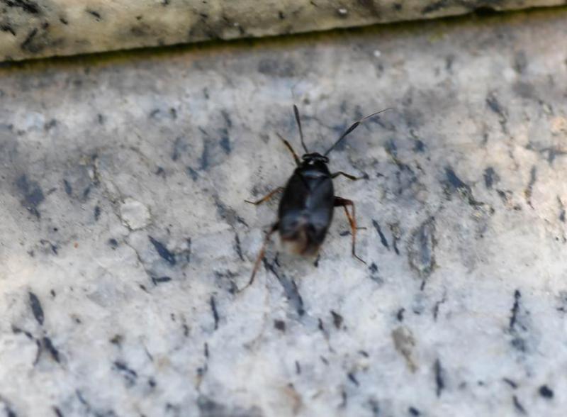 This small bug (5-6mm in length) is reasonably common, even though it is thought to have originated in North America.