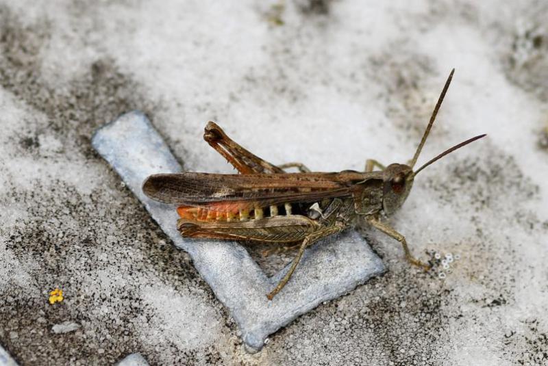 Common Field Grasshoppers can be extremely variable in colour, and may be brown, green, purple or white.