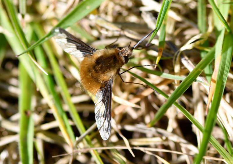 The Dark-edged Bee-fly is a bee mimic which is often mistaken for a bumblebee.