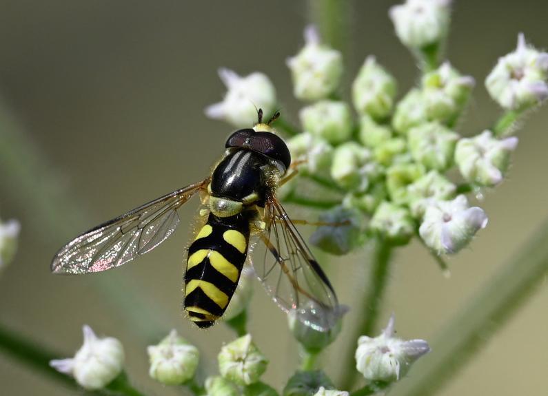 This hoverfly can be identified by the parallel grey stripes on its thorax and the downward-angled yellow abdominal bands.