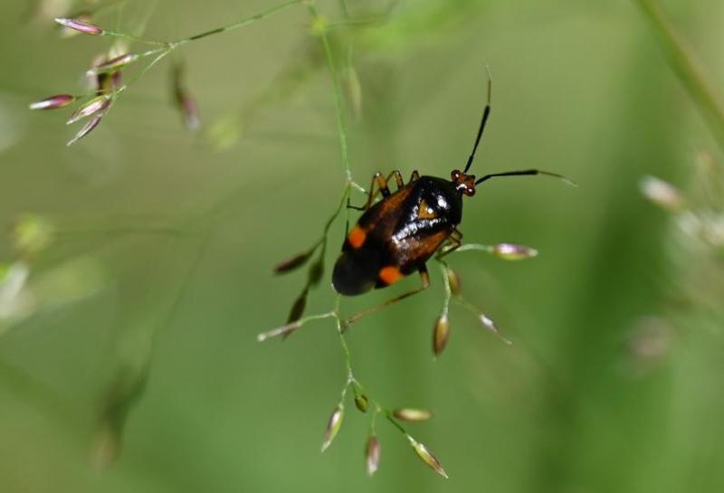 This bug, measuring between 6 and 8 millimetres in length, has a varying colouration.
