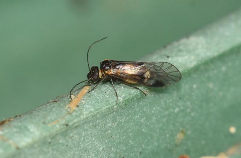 Damp barklice are widespread in England and Wales, and can be found on trees and shrubs between April and September.