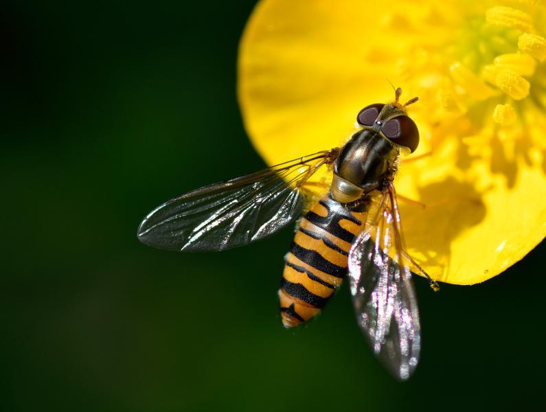The Marmalade Hoverfly has the distinction of being Britain's most commonly known hoverfly.