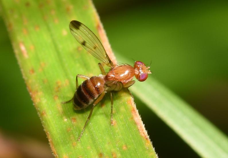 This small fly has cereal grasses as their larval food plant. (Photo credit Stuart MA Ball.)